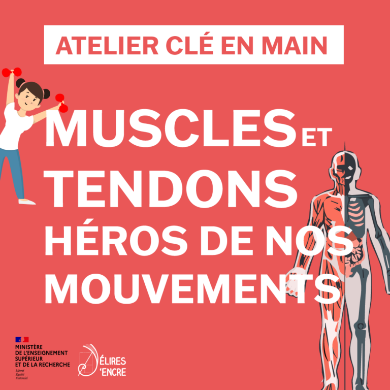 Atelier-cle-en-main muscles et tendons